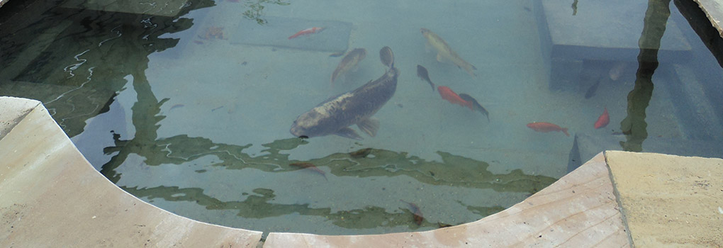 During garden work fish in pond